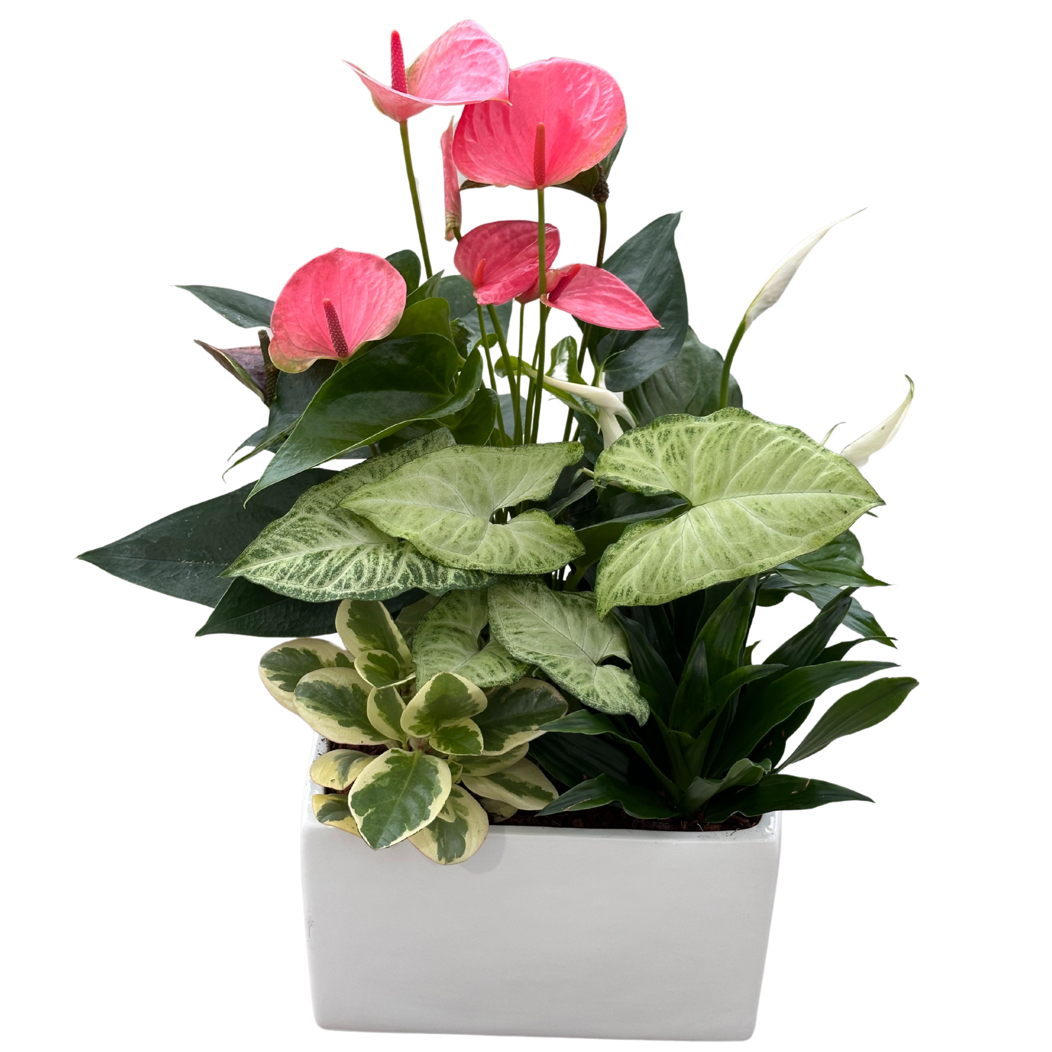 XL Anthurium Modern White Square