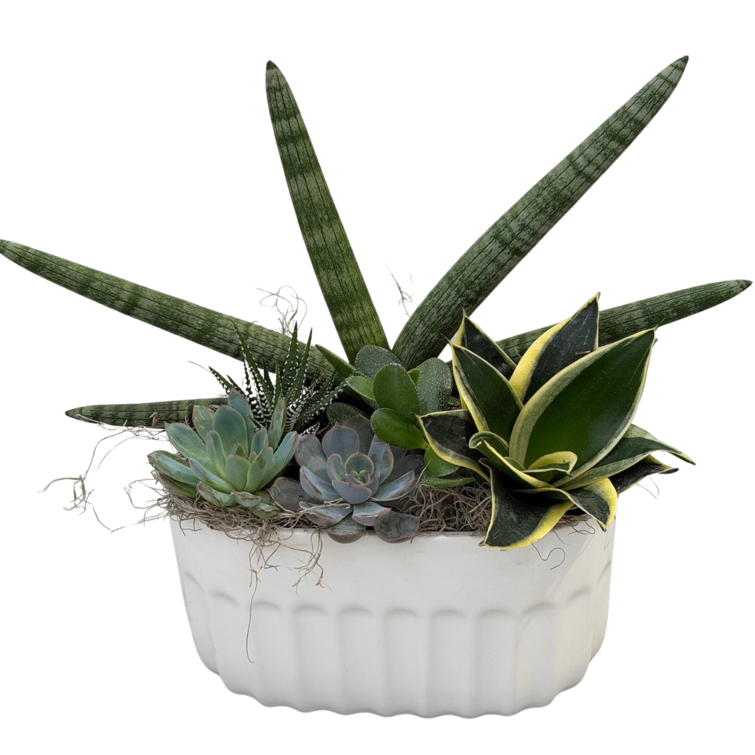 Star Fish Sansevieria Arched Planter