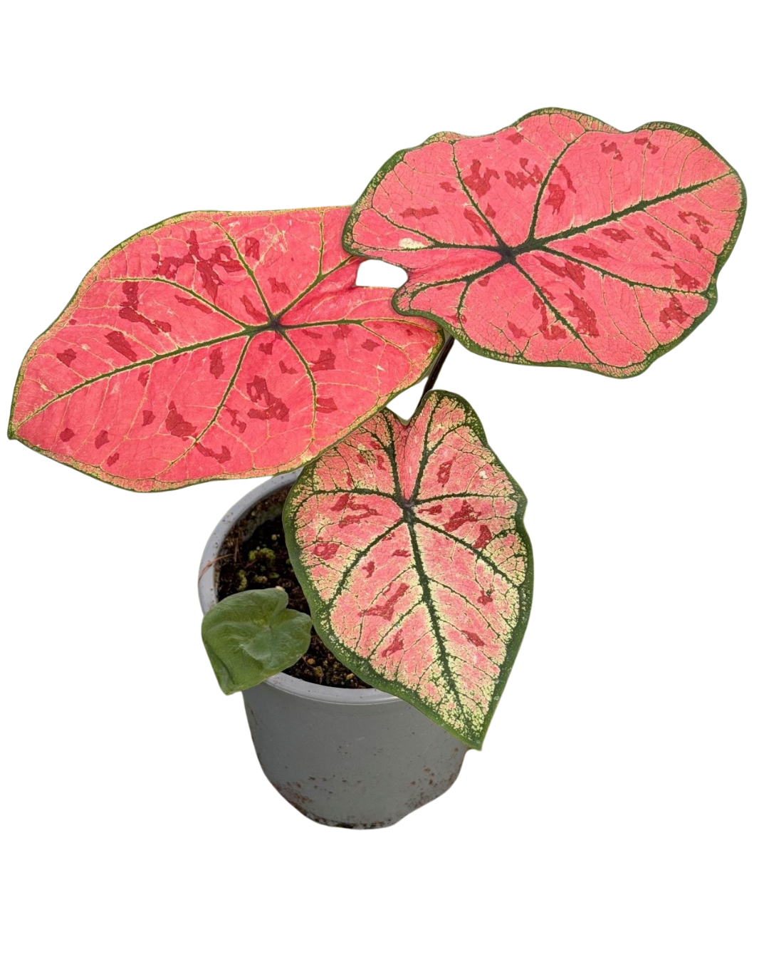 4" Caladium "The Scarlet Girl"