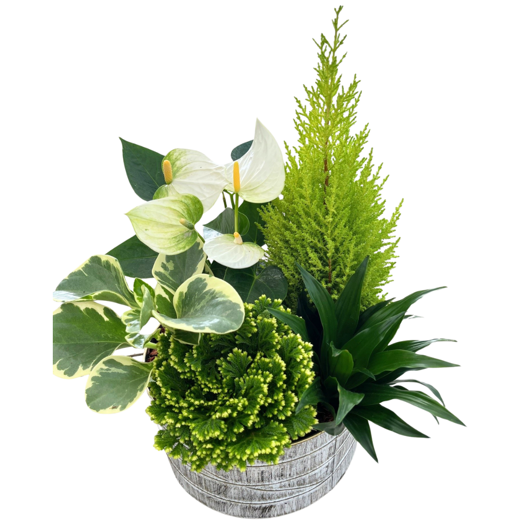 Christmas Gold Edge XL Tropical Mix Tin