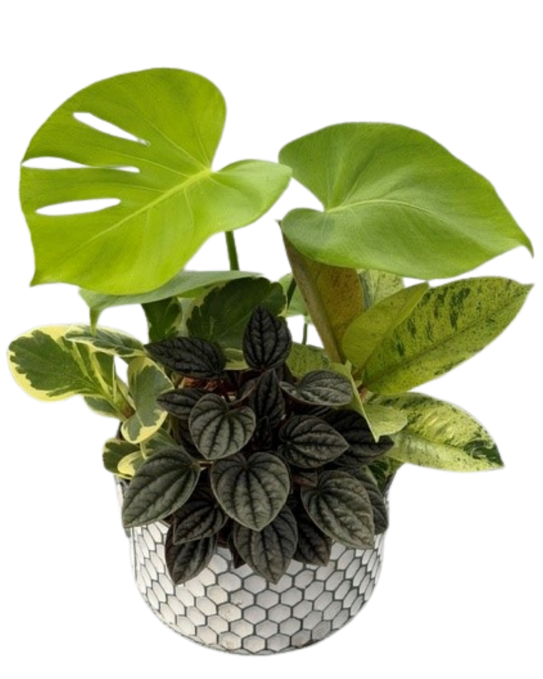 Fall Super Golden Monstera Medium Honeycomb