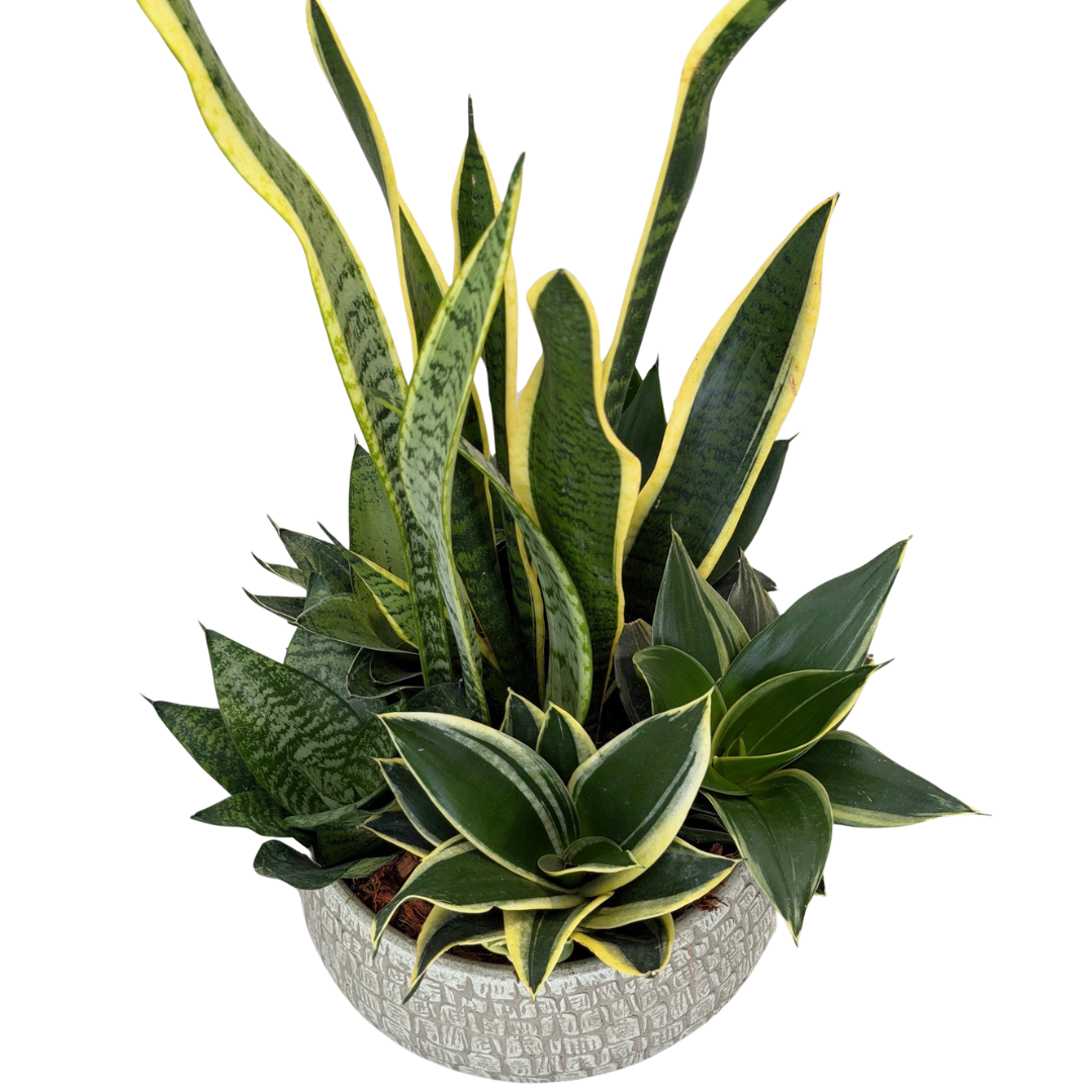 XL Sansevieria Renzo Sand