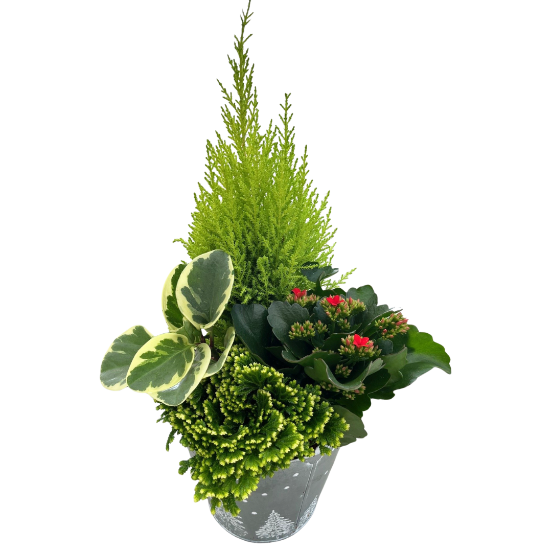 Christmas Large Mix Tree Tin Bucket