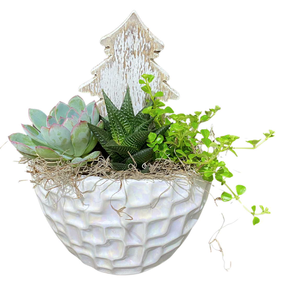 Christmas Shimmering Succulent Planter