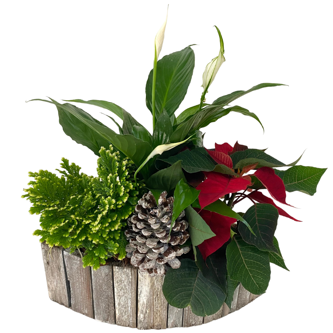 Christmas Peace Lily Grey Wood Boat