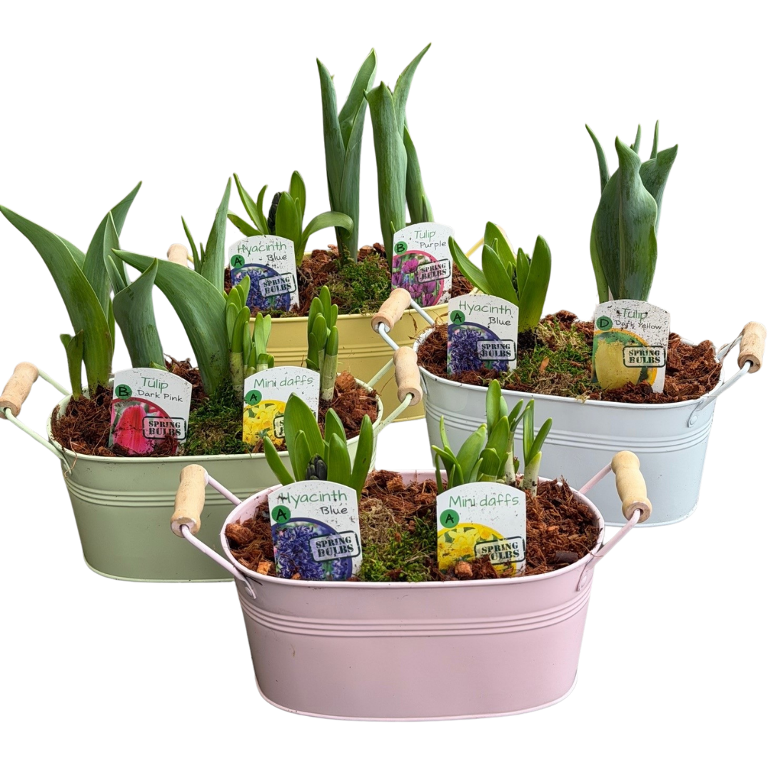 Spring Bulb Tin Mix