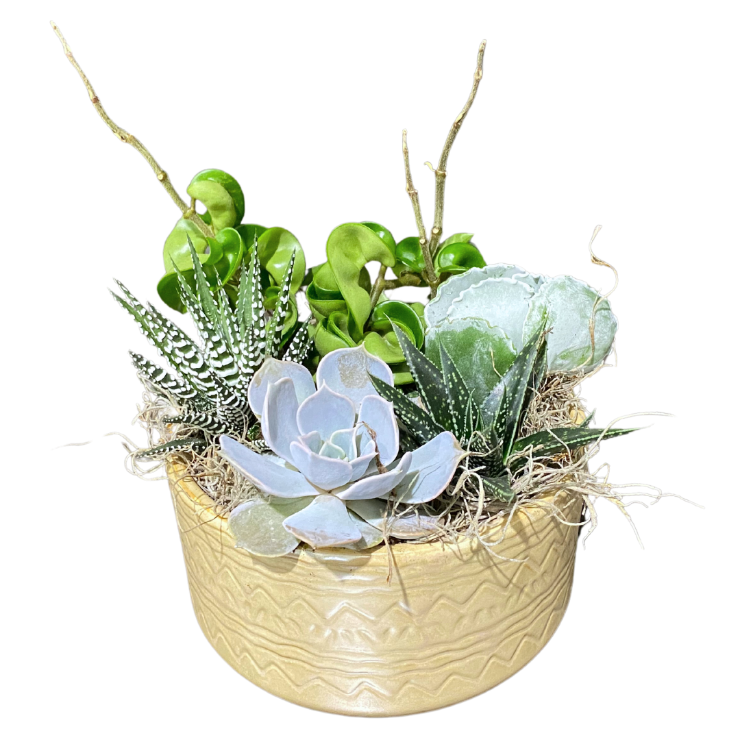 Fai Succulent Bowl