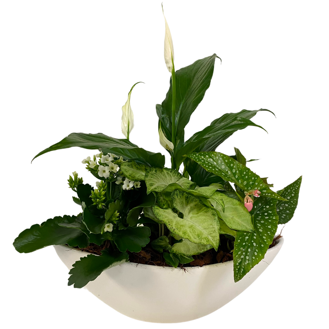 Oval Peace Lily Planter