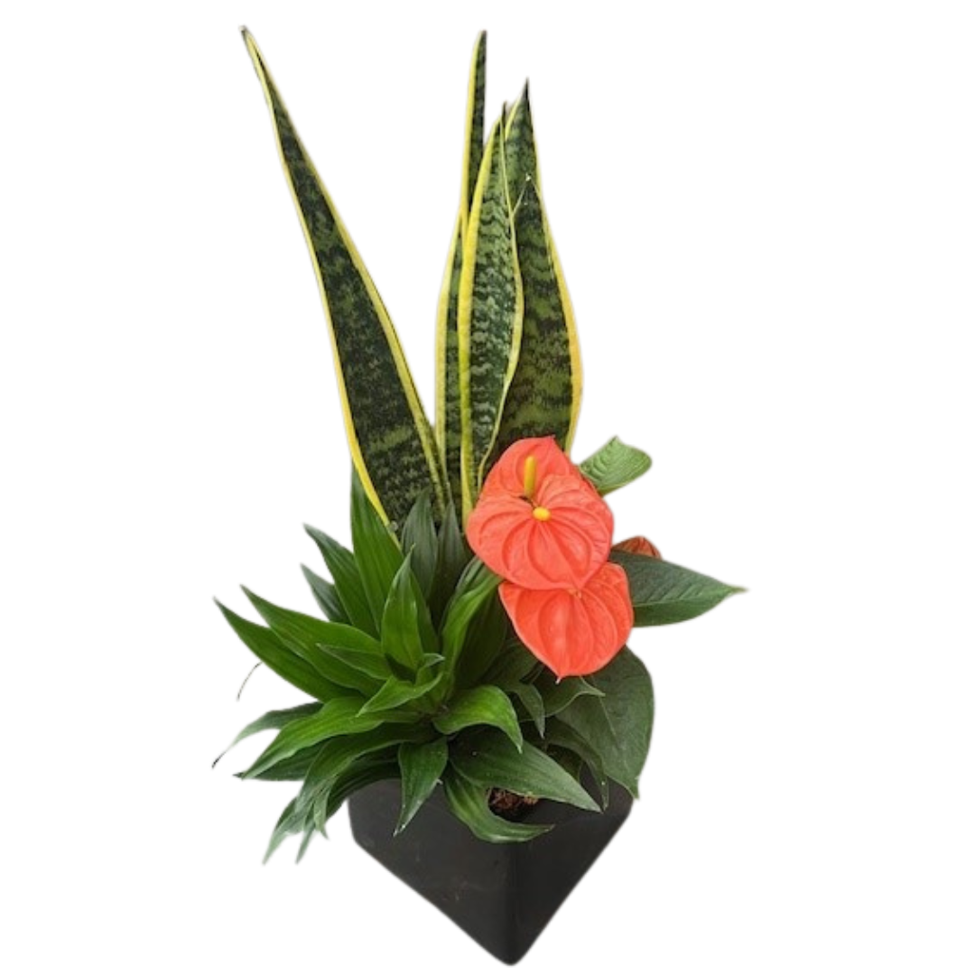 Fall Large Black Square Planter