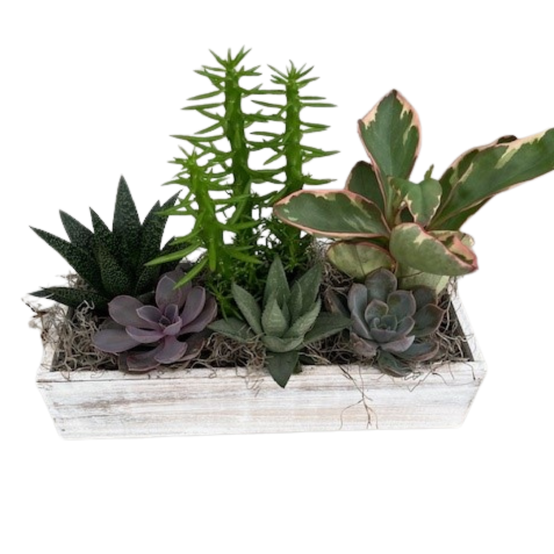 Fall White Wash Succulent Rectangle Box - Large