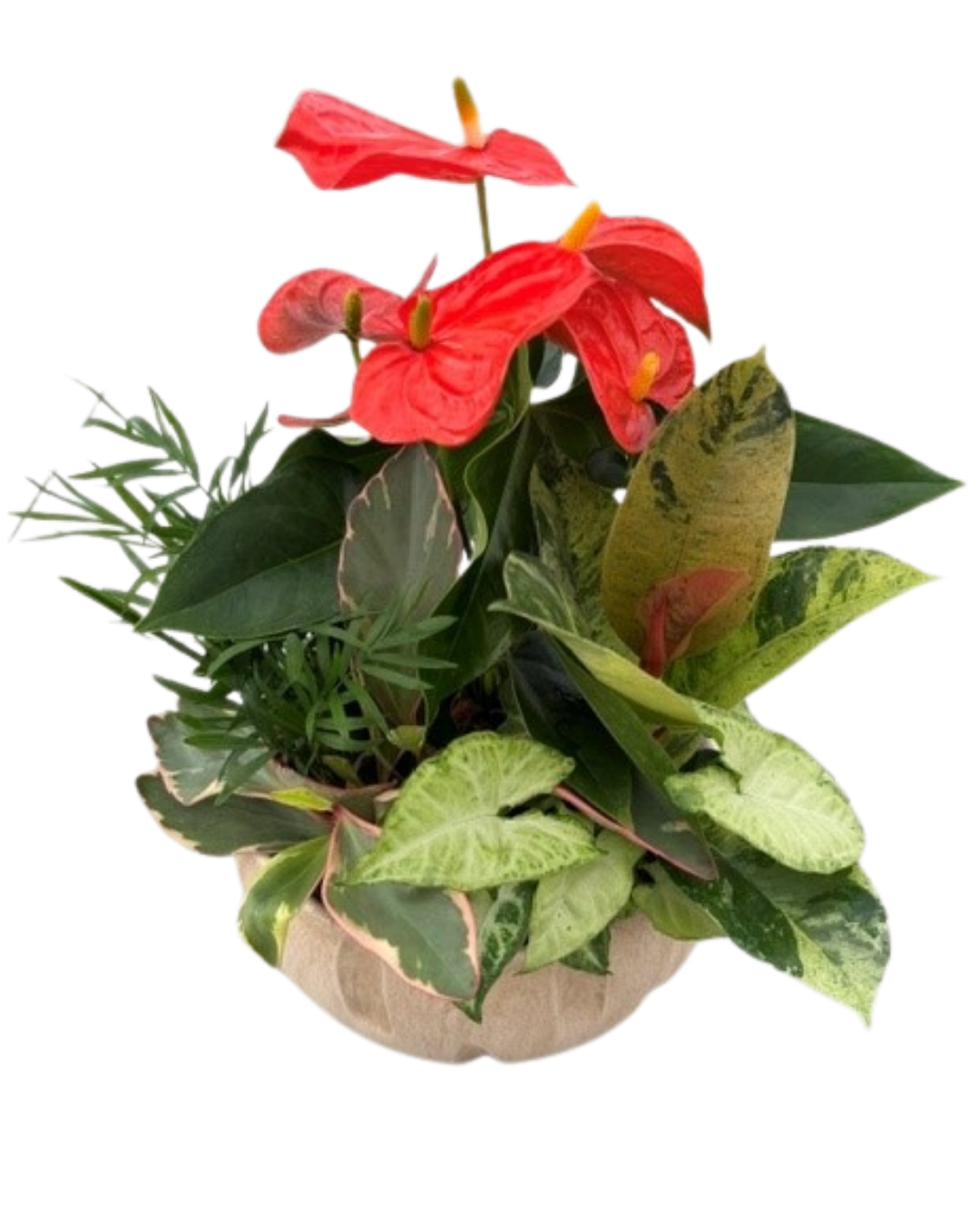 Fall XL Cream Anthurium Planter