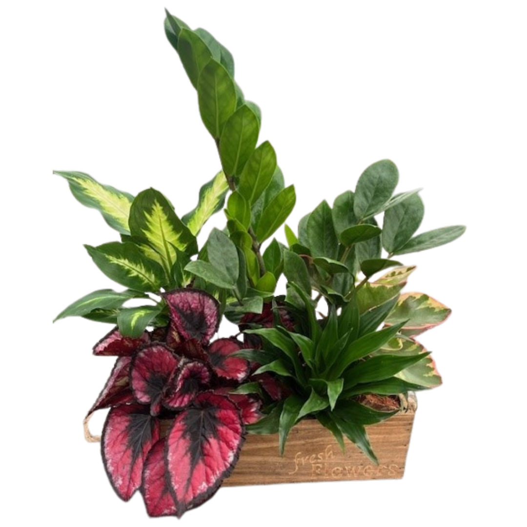 Fall Fresh Tropical Wooden Box - Large