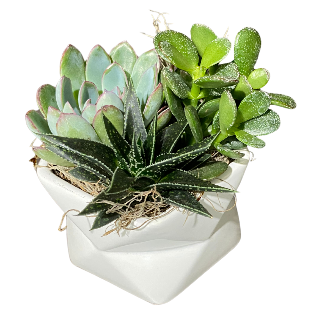 Geometric White Succulent Planter