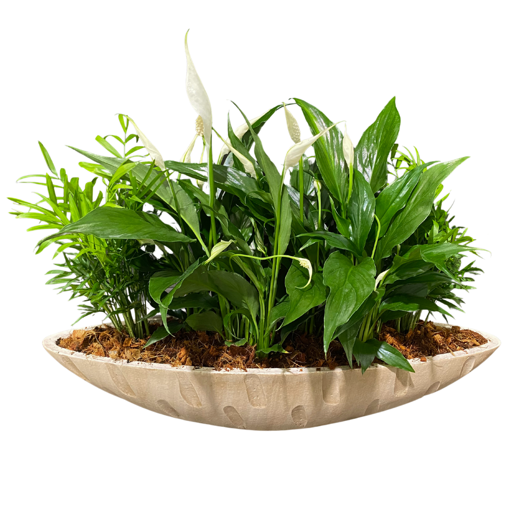 Giant Cream Peace Lily Boat