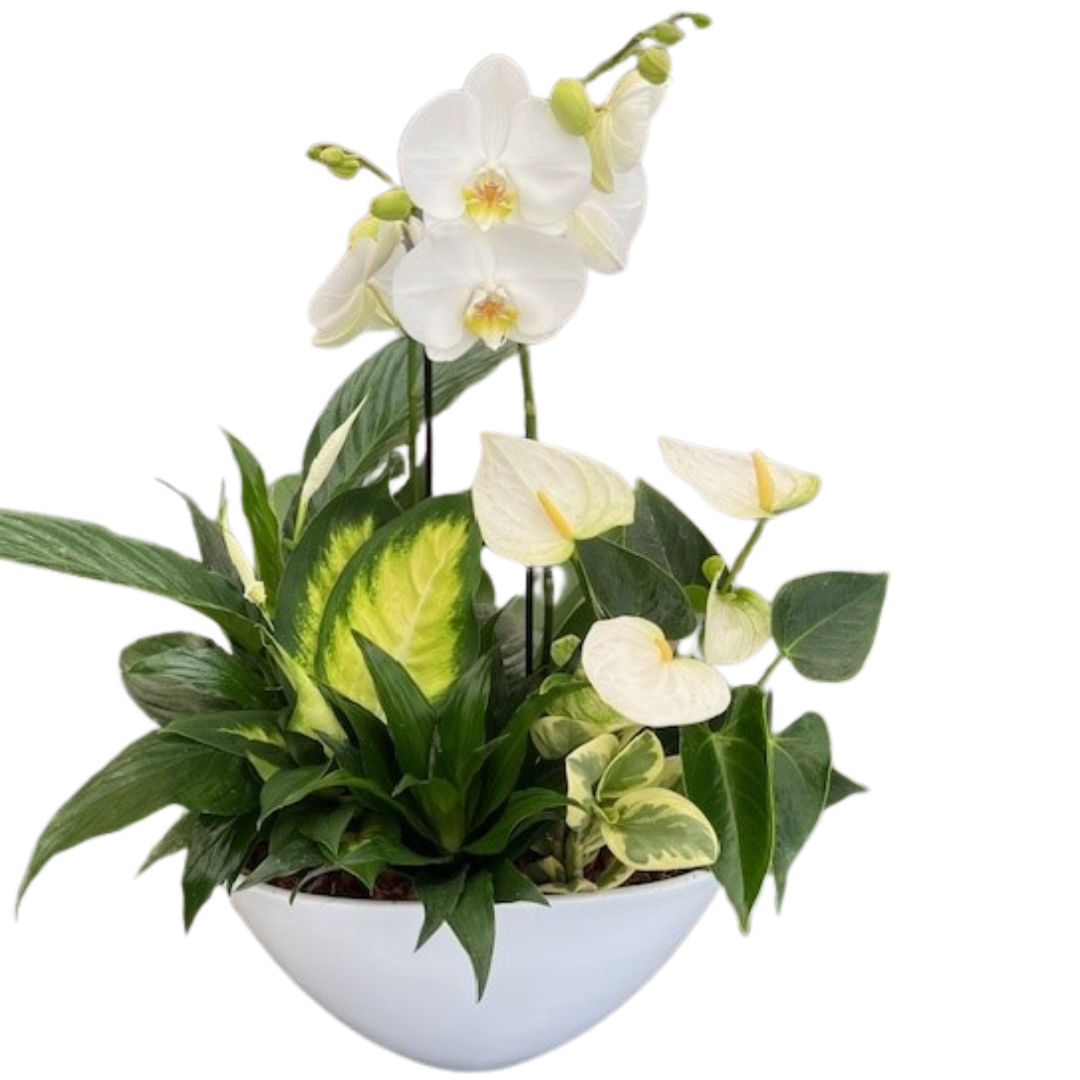 Giant Orchid Eillen - All White
