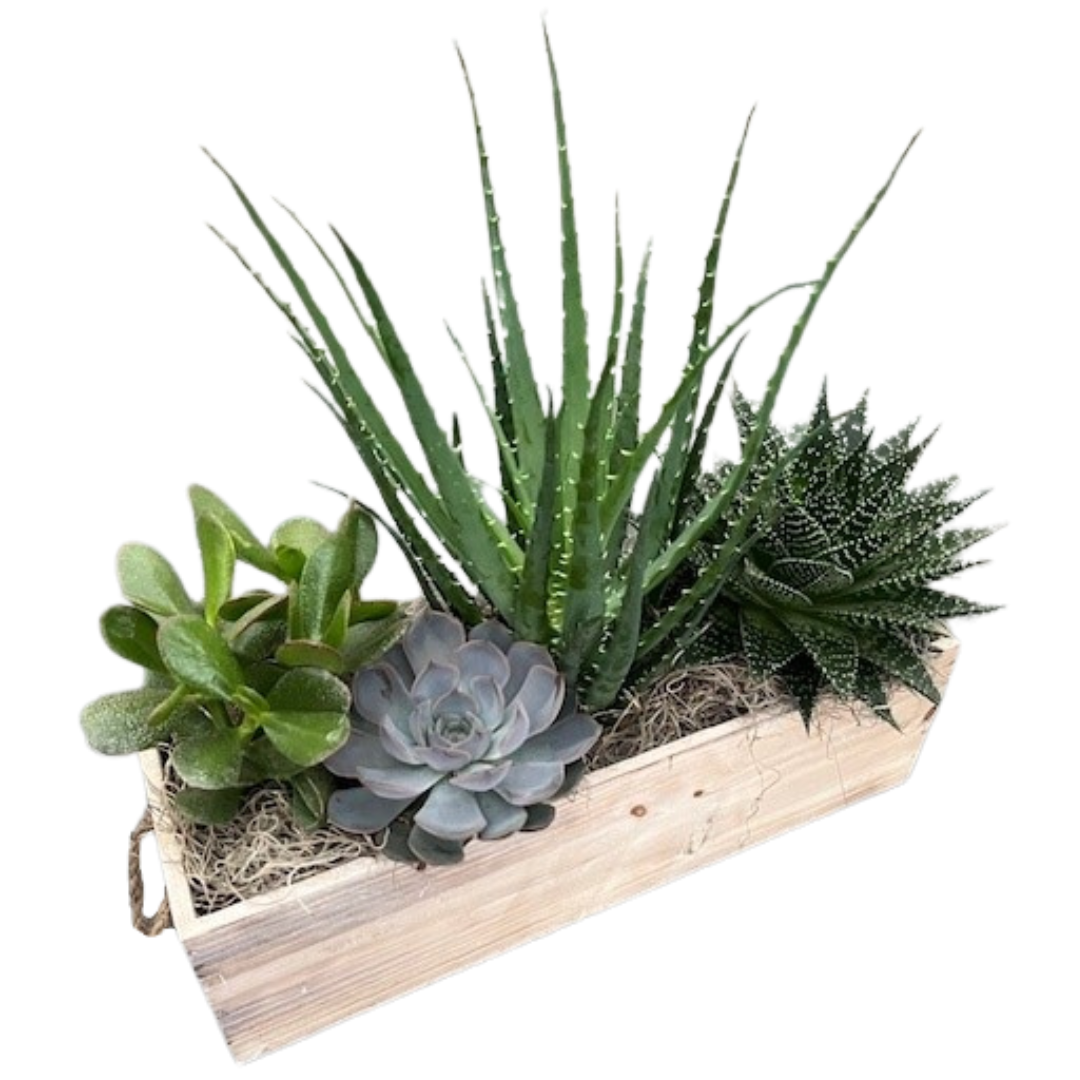 XL Succulent Box - Rope Handles
