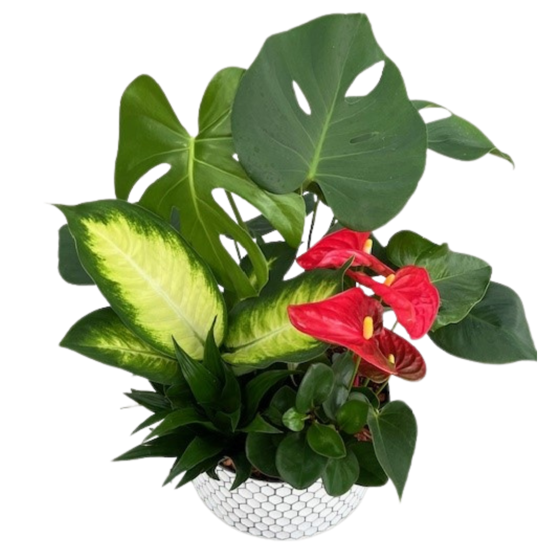 XL Monstera Honeycomb Tin