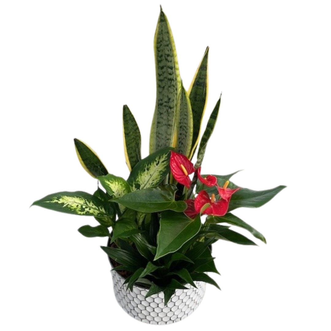 Fall Large Sansevieria Honeycomb Tin