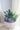 Succulent Design Ceramic Pedestal