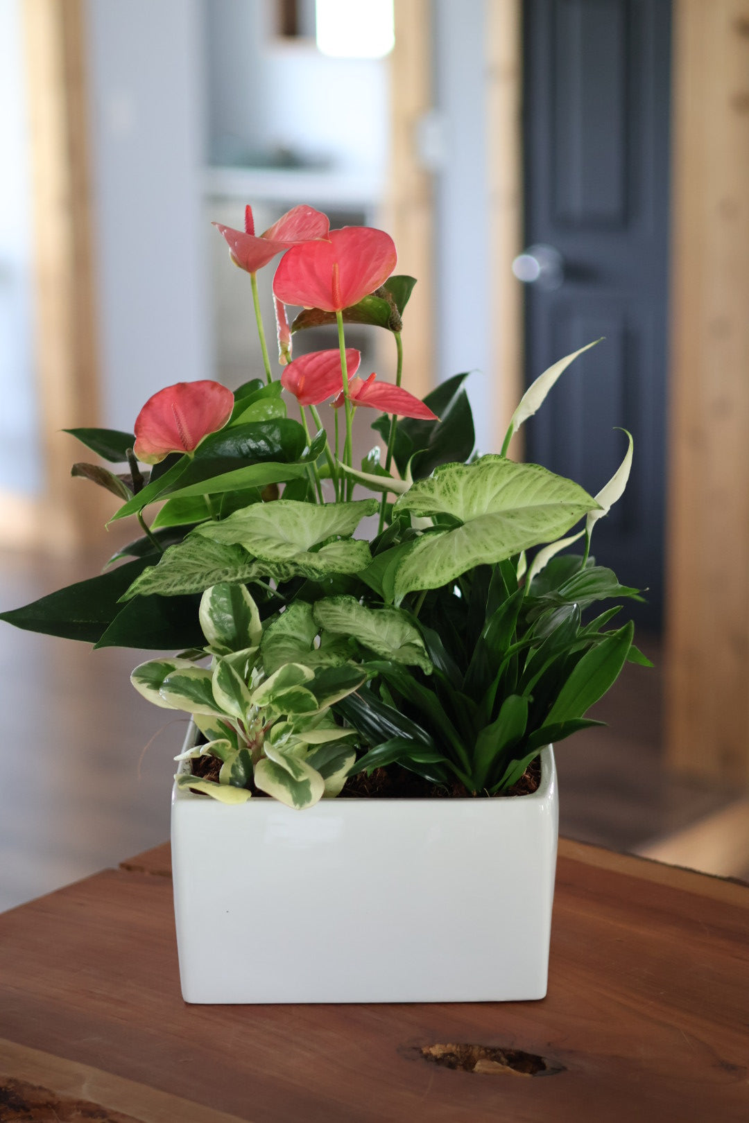 XL Anthurium Modern White Square