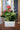 XL Anthurium Modern White Square
