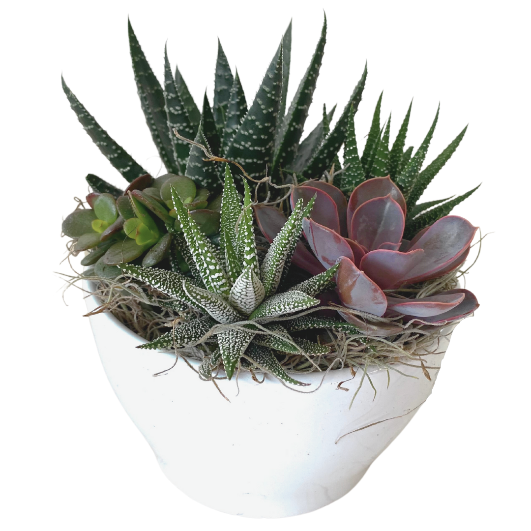 Ivana Succulent Bowl