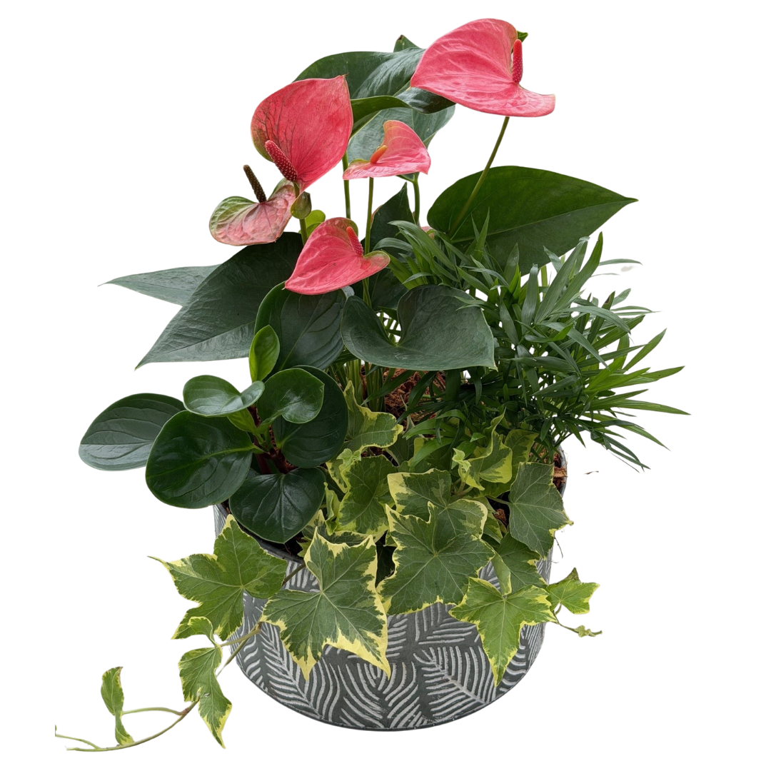 Large Leaf Anthurium Mixed Tin