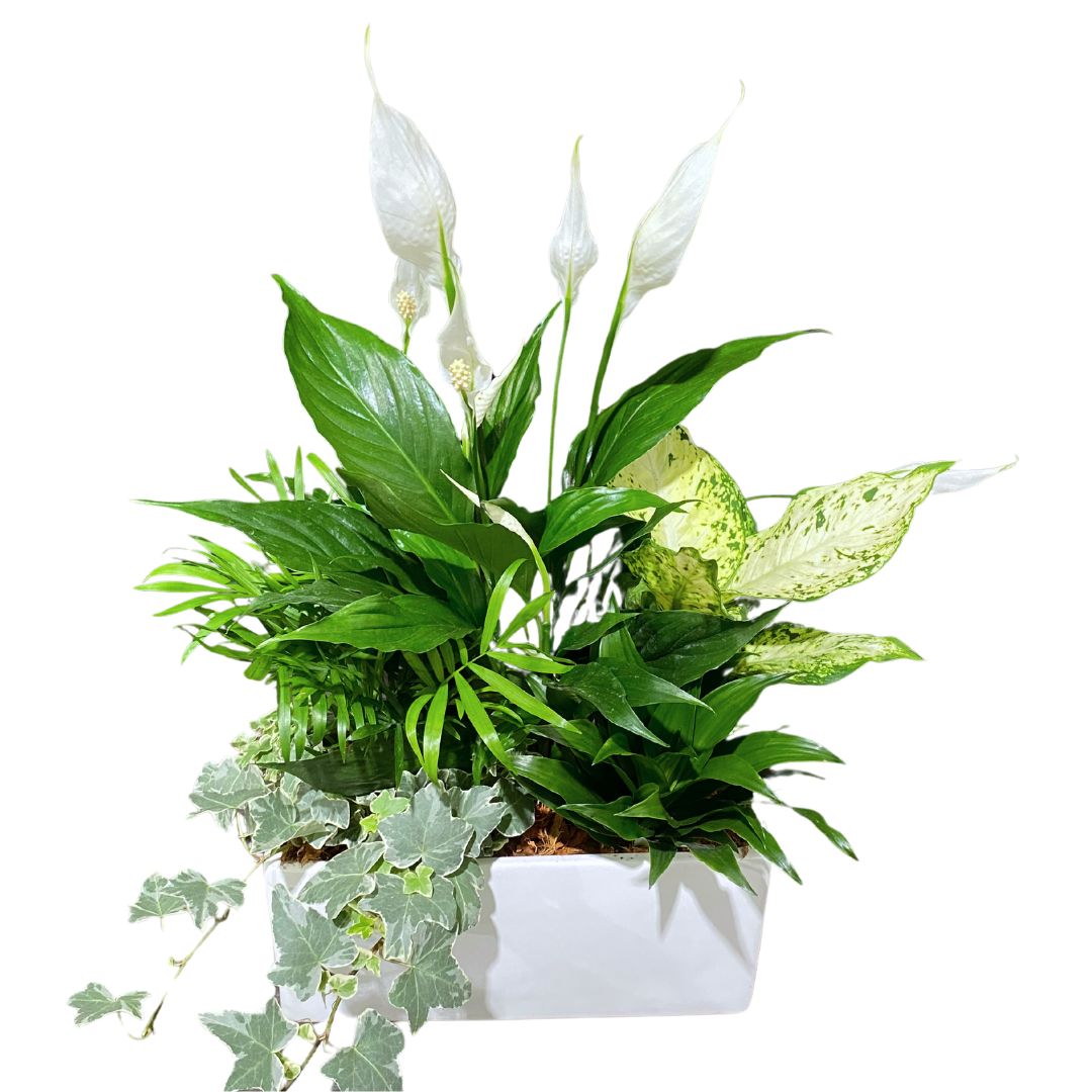 Large White Rectangle Peace Lily Planter