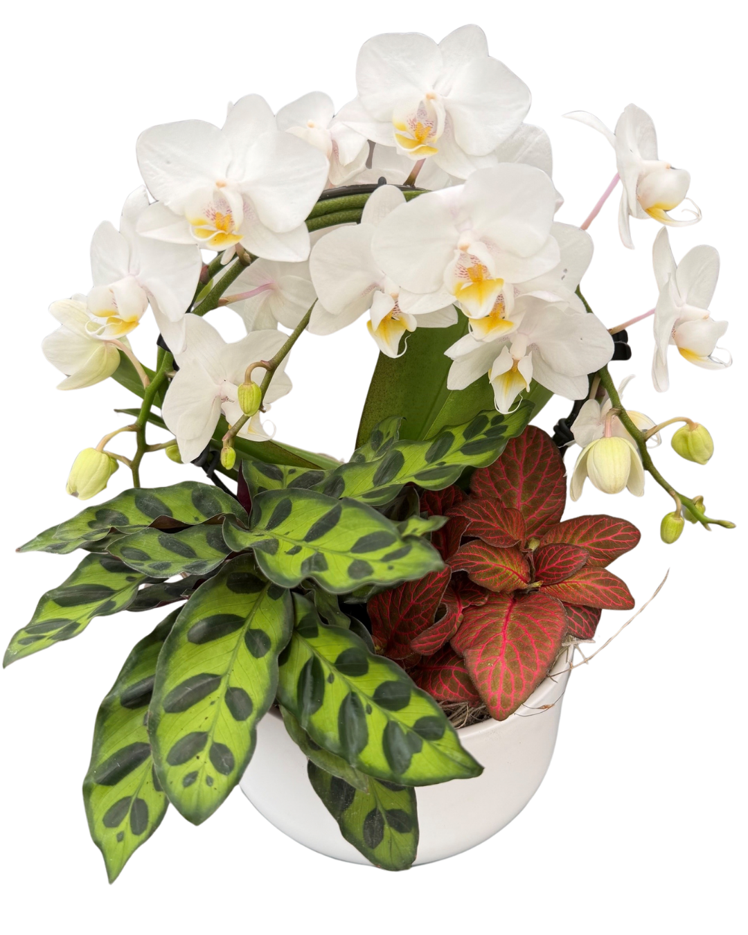 Little Infinity Tropical Planter