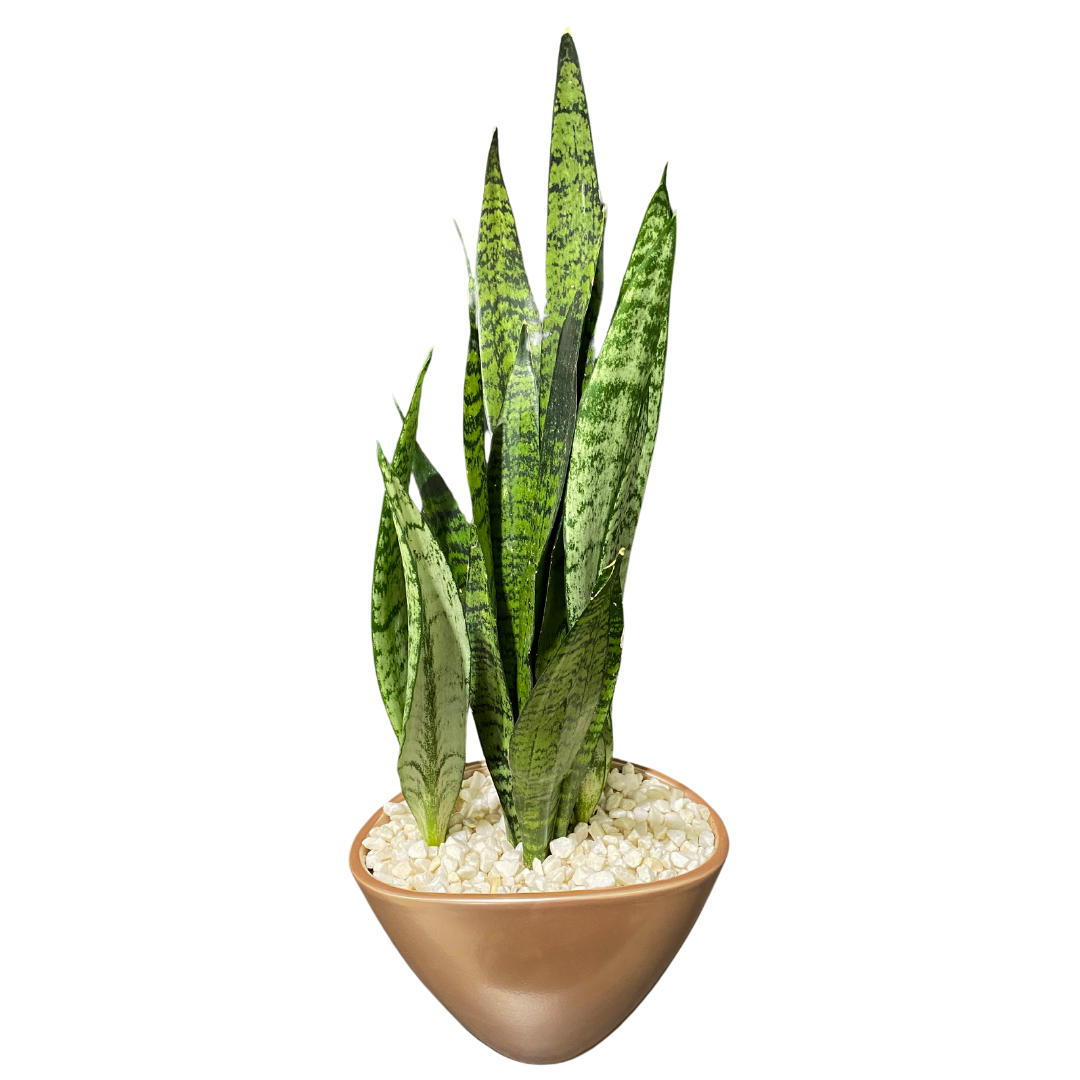 Sansevieria Medium Eillen - Rose Gold