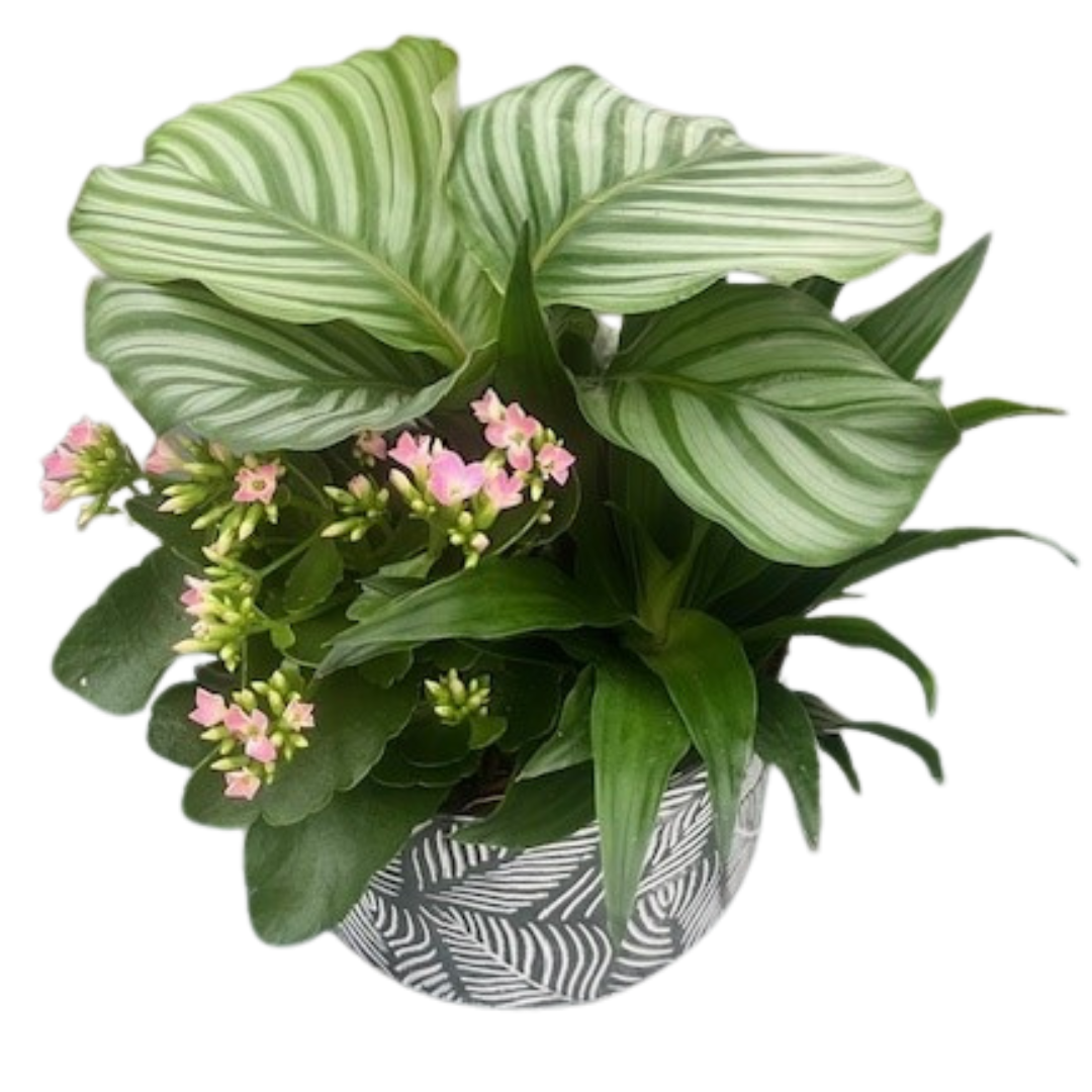 Medium White Leaf Orbifolia Mix