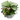 Medium White Leaf Orbifolia Mix