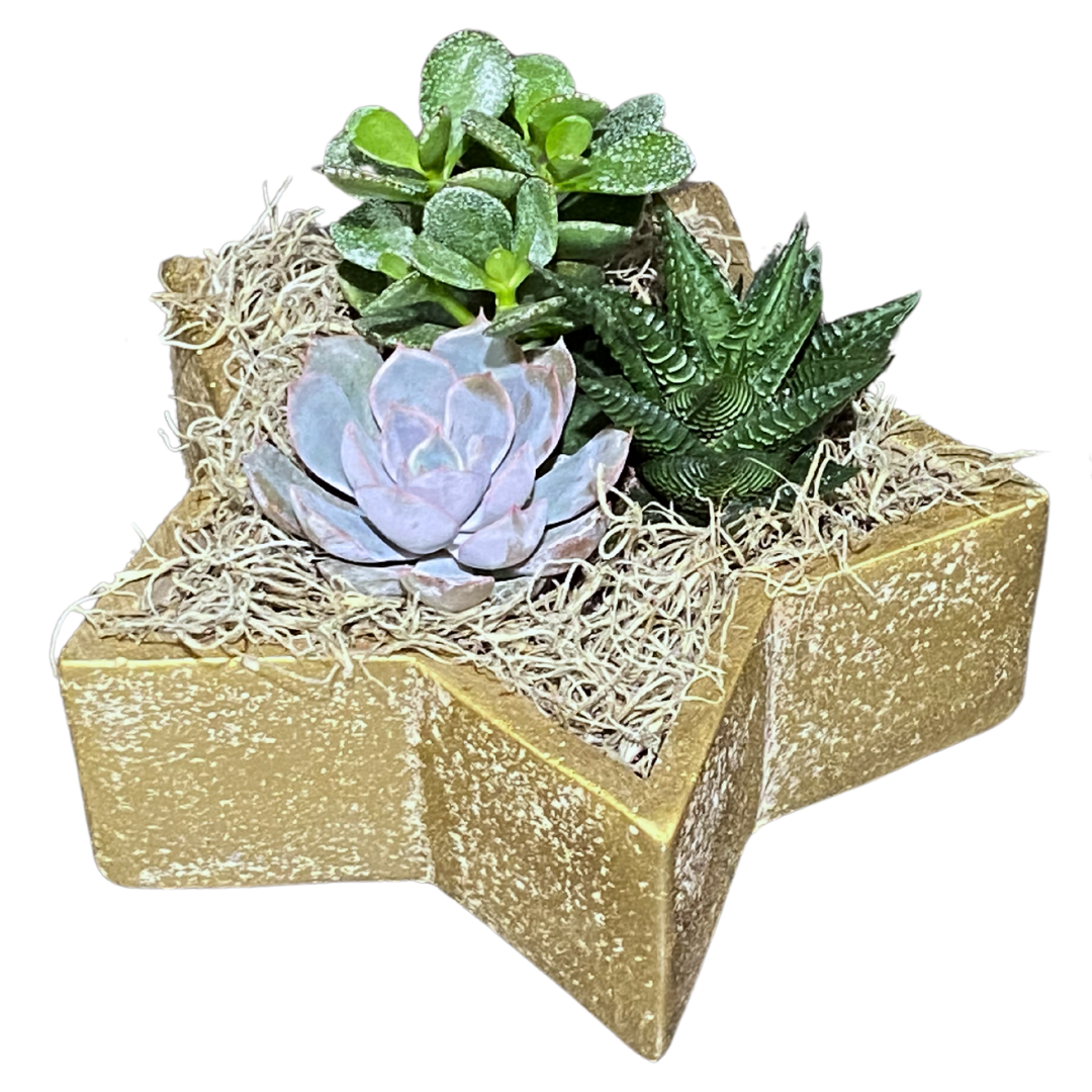 Christmas Medium Succulent Star Rustic Gold