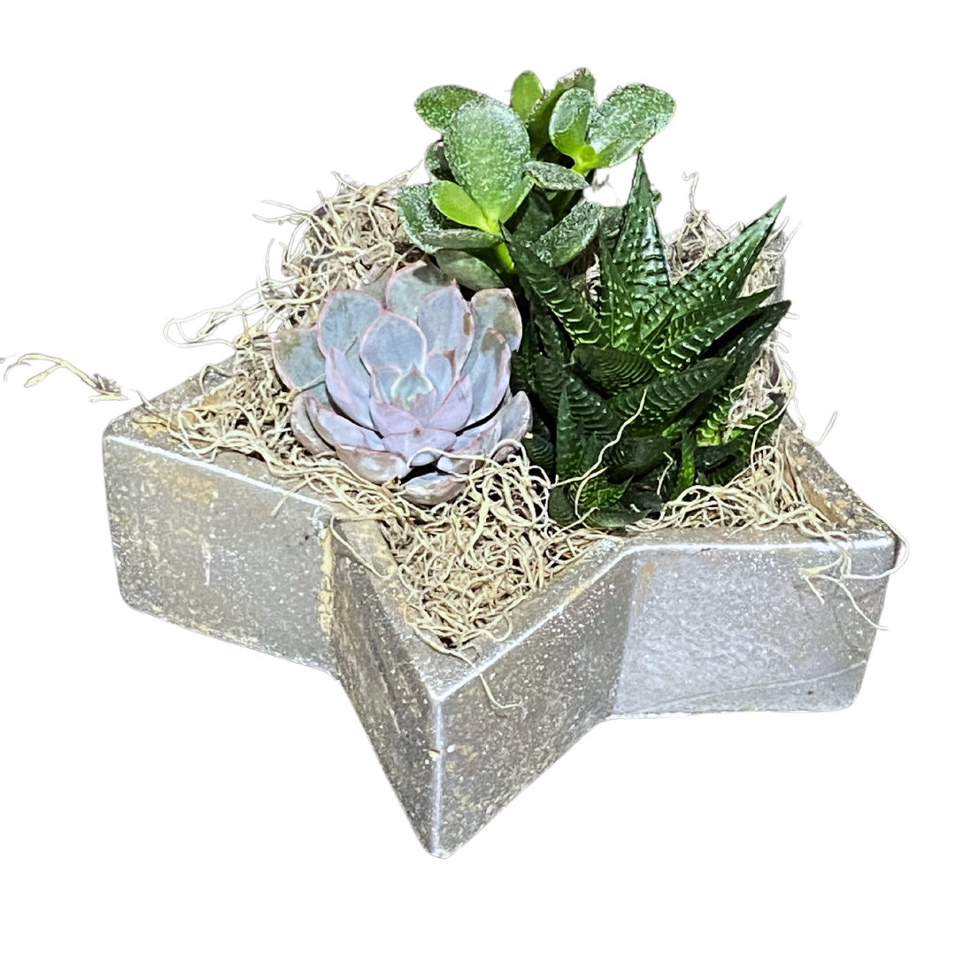 Christmas Medium Succulent Star Rustic Silver