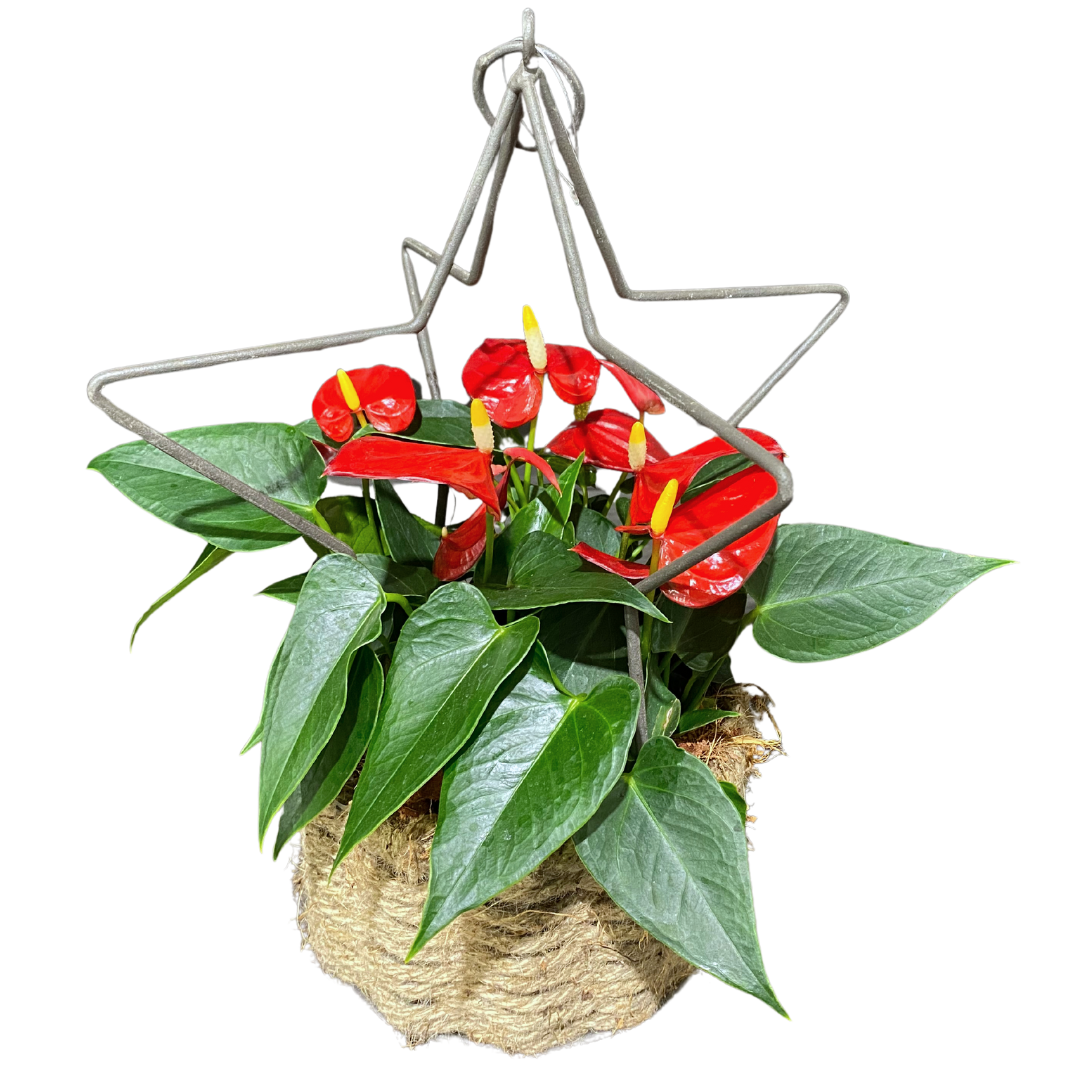 Christmas Anthurium Star Basket