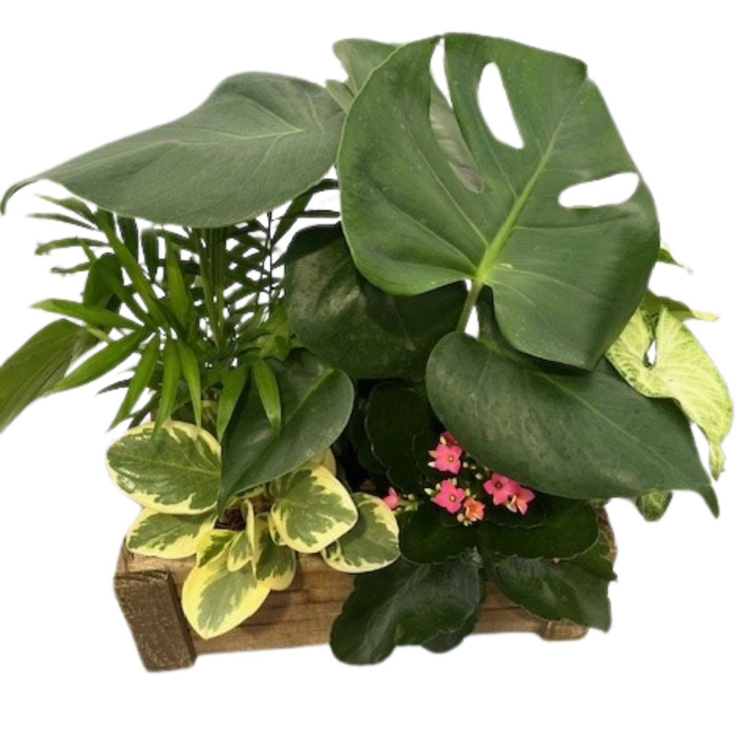 Monstera Tropical Mix Crate