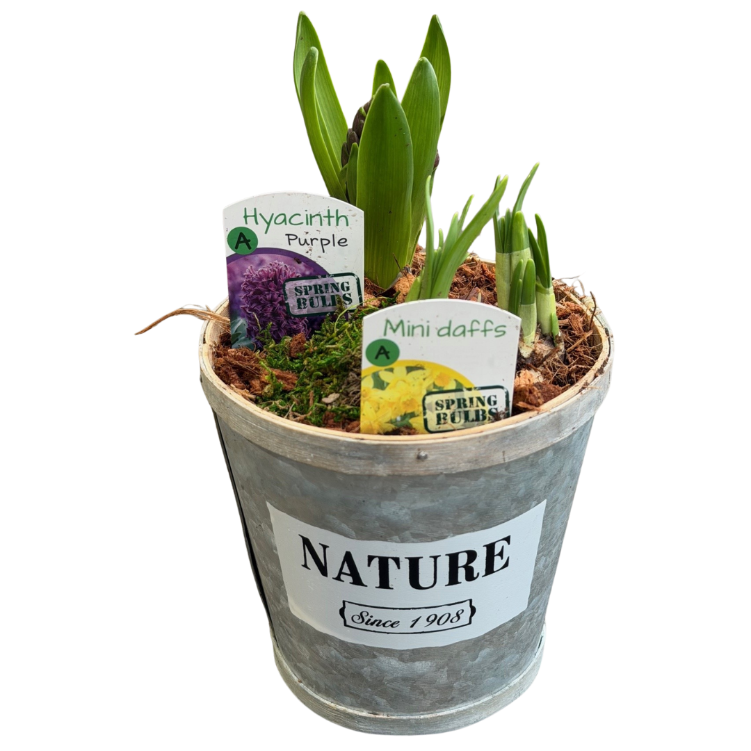 Nature Bulb Tin Planter