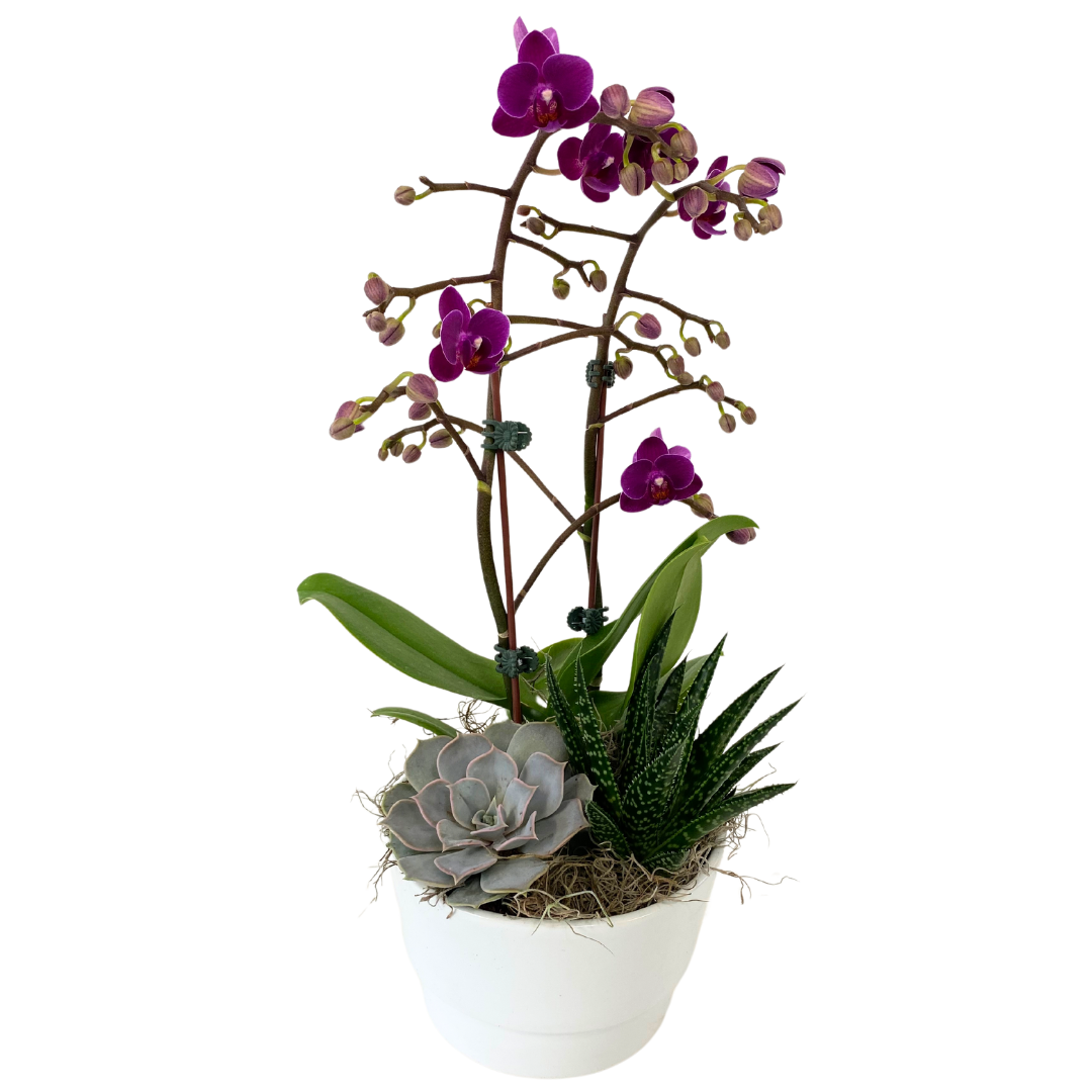 Cancun Orchid Succulent Planter