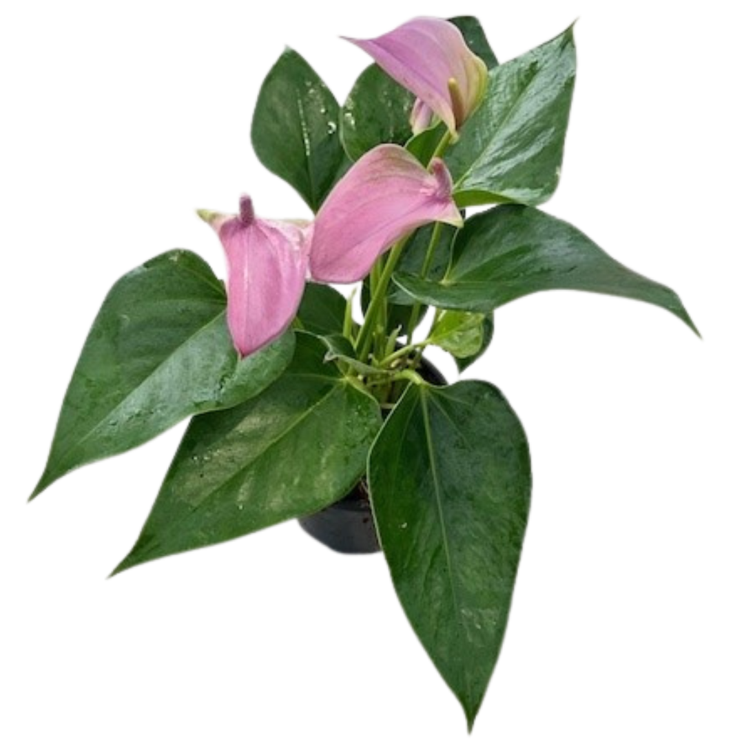 4" Anthurium Joli Lilac