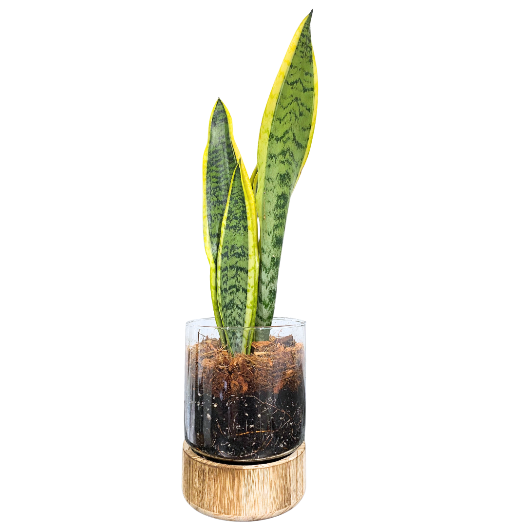 Wood Base Sanseveria Terrarium - Cylinder