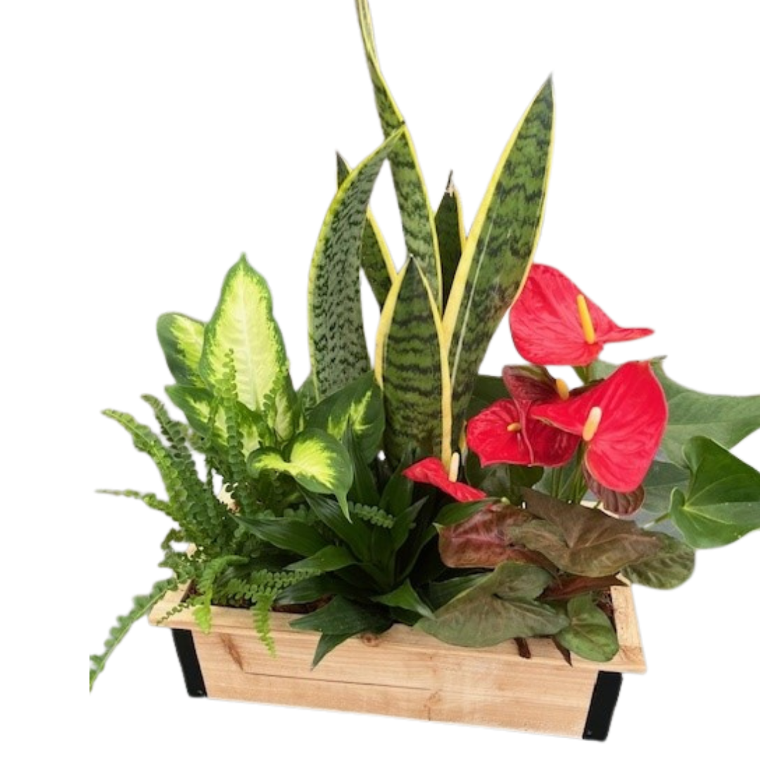 Giant Sansevieria Wooden Metal Edges