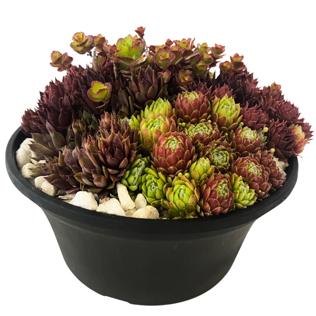 8" Sempervivum Bowl - Outdoor Plant