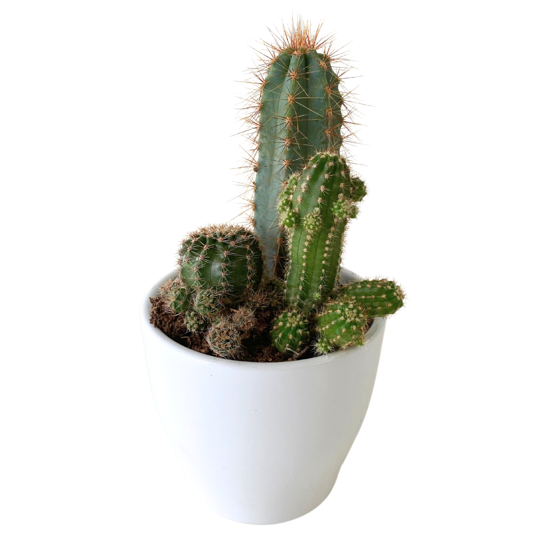 4" White Cacti Planter