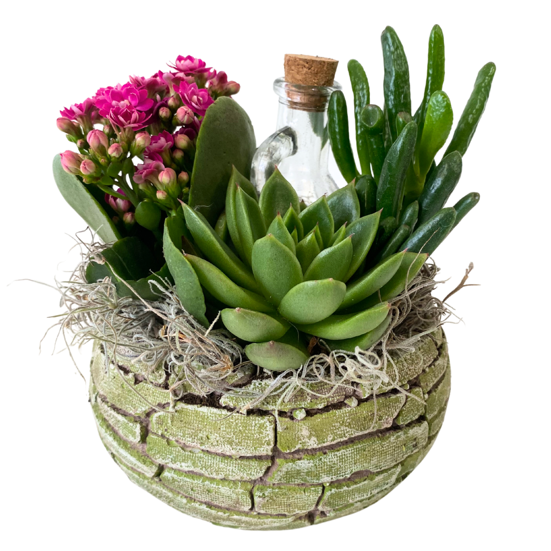 Small Cai Succulent Bowl