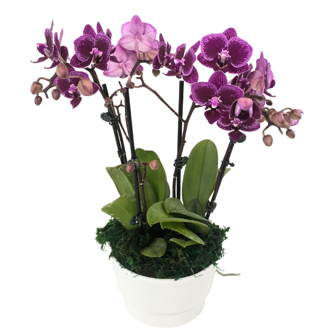 Cancun Double 3.5" Orchid Planter