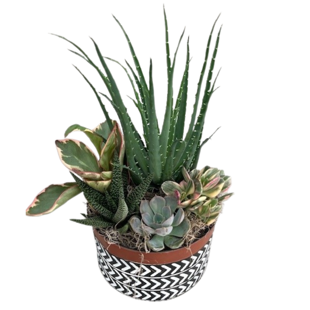 Fall Succulent Mix Black and White Arrow Tin - Medium