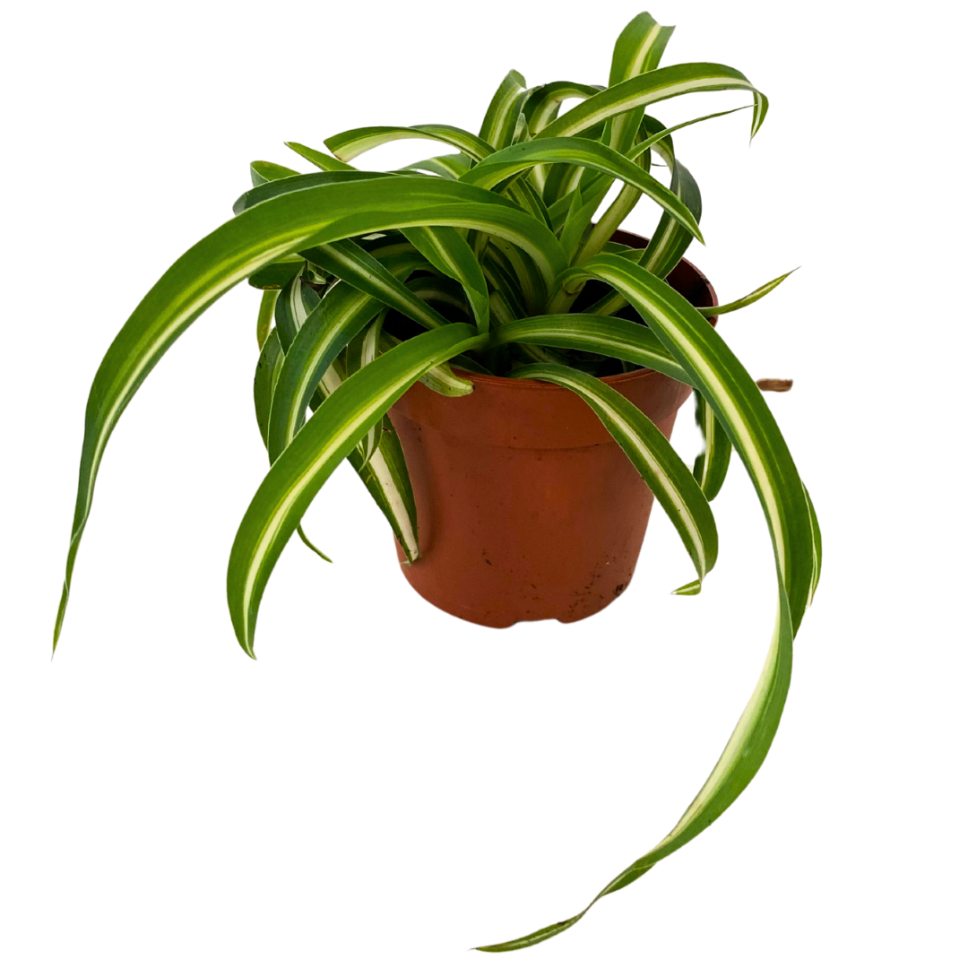 3" Tiny Curly Spider Plant (Pack 28)
