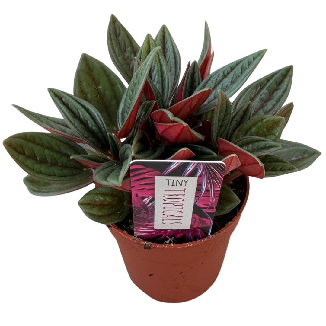 3" Tiny Peperomia Rosso (Pack 28)