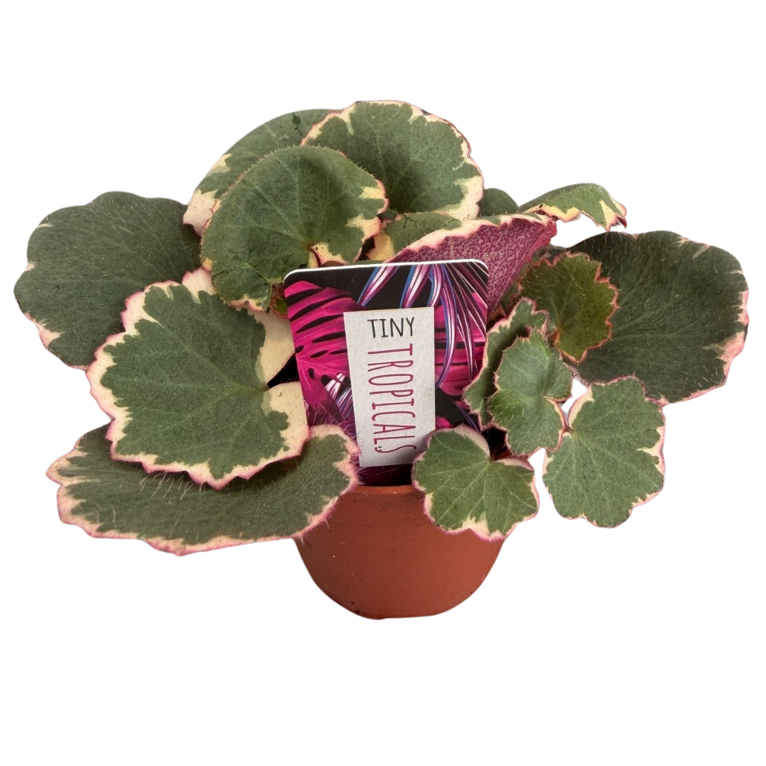 3" Tiny Strawberry Begonia (Pack 28)