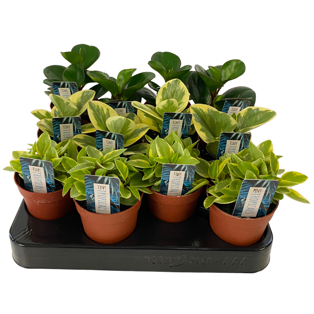 3" Assorted Tiny Pepperomia (Pack 12)